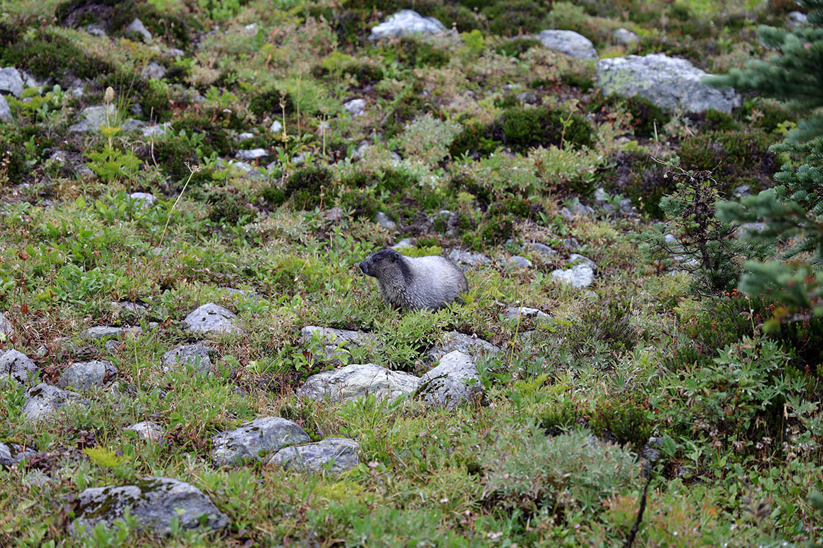 Hoary Marmot