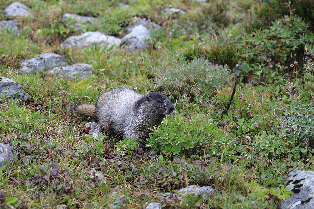 Hoary Marmot