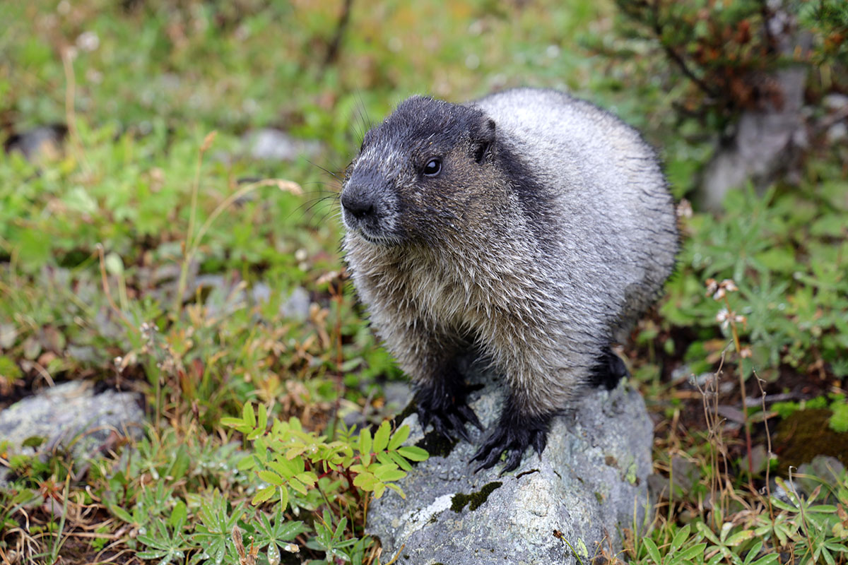 Hoary Marmot