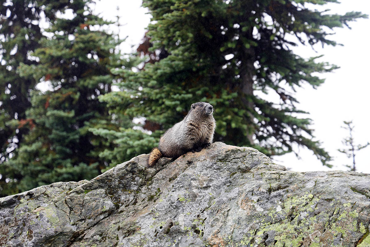 Hoary Marmot