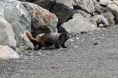 Hoary Marmot