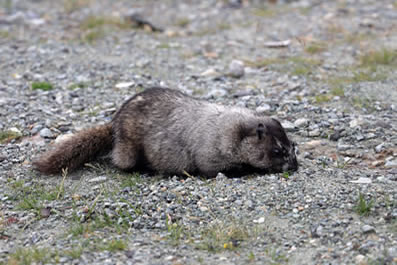 Hoary Marmot