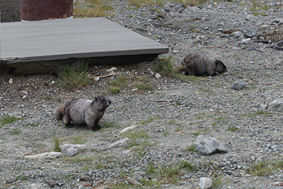 Hoary Marmot