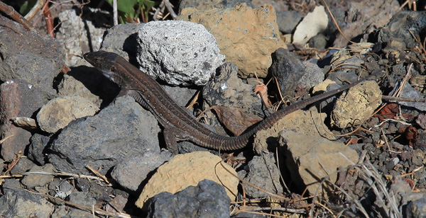Lizard on La Palma