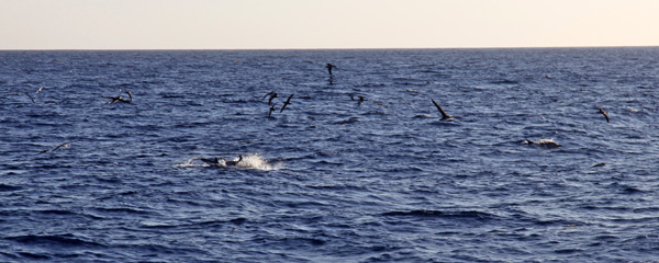 Dolfijnen en Kuhls Stormvogels bij La Palma