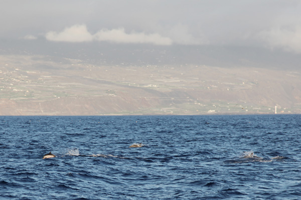 Dolfijnen bij La Palma