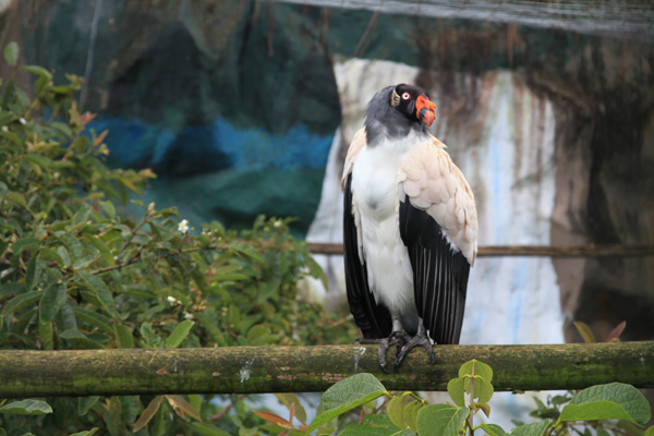 King Vulture