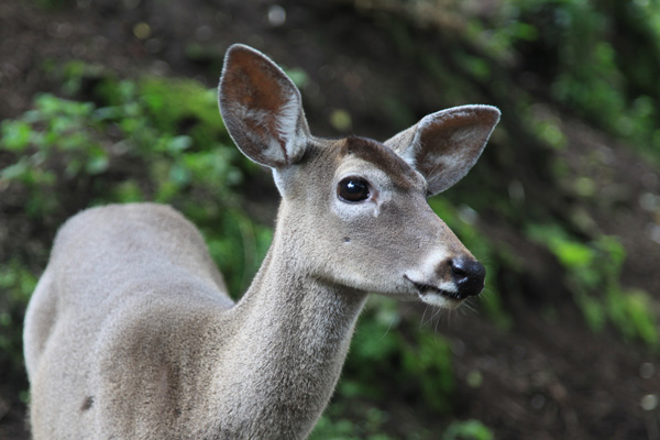 White-tailed Deer