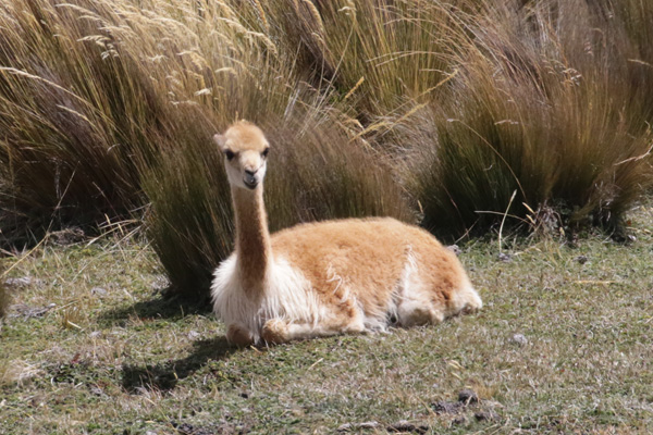 vicuña