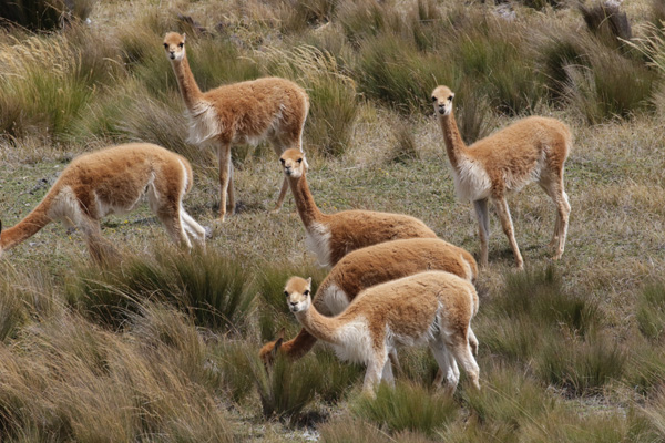 vicuña