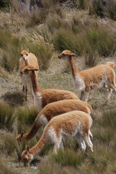 vicuña