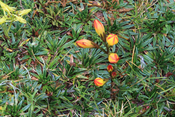 Tulpen in de Andes