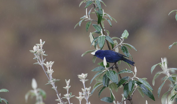 Titlike Dacnis