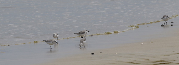 Sanderlings