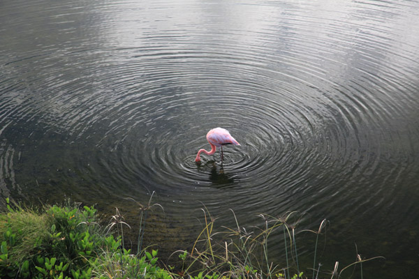 Flamingo