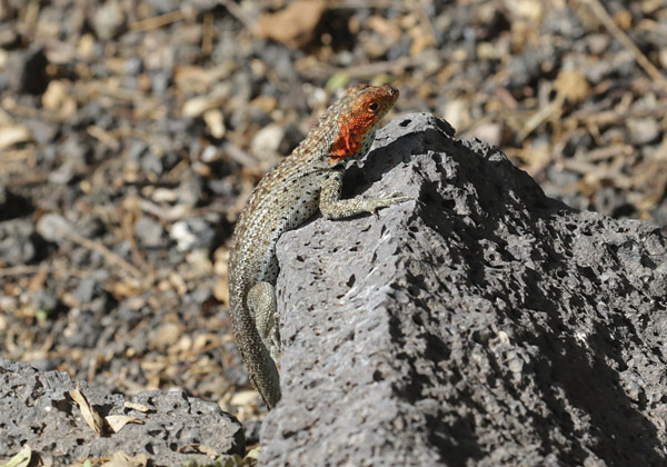 Galapagoshagedis