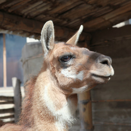 Guanaco