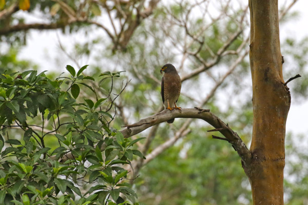 Raodsite Hawk