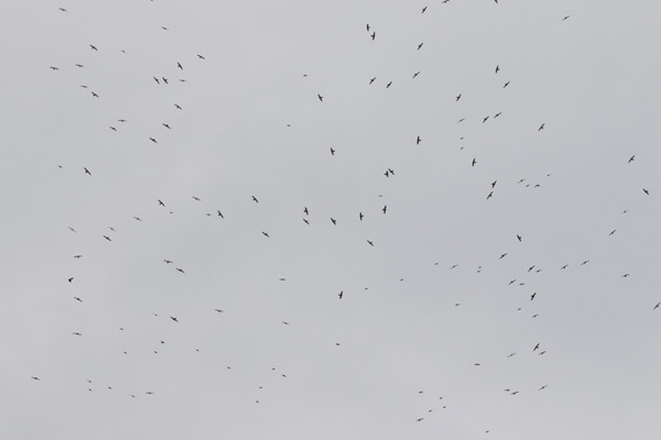 Swallows and Swifts