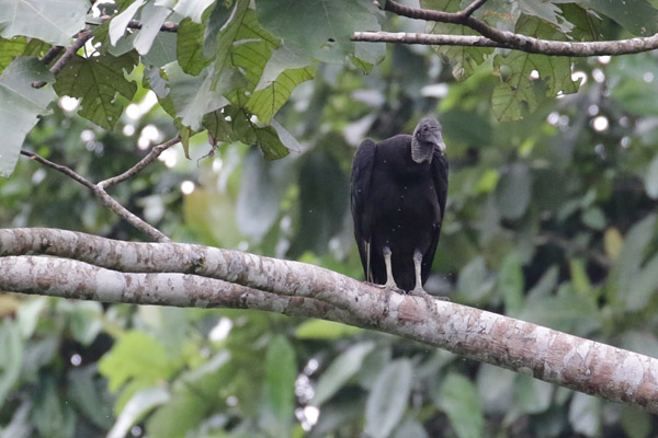 Black Vulture