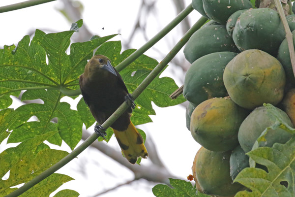 Oropendola