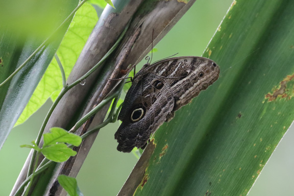 Owl butterfly