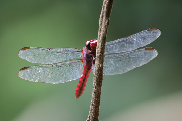 Dragonfly