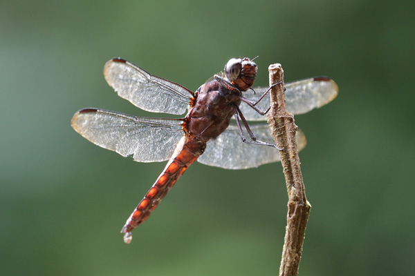 Dragonfly