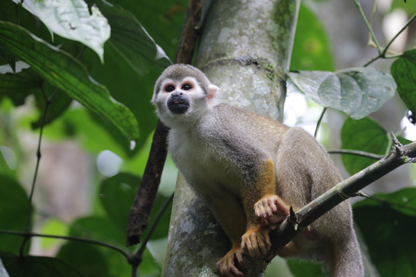 Squirrel Monkey