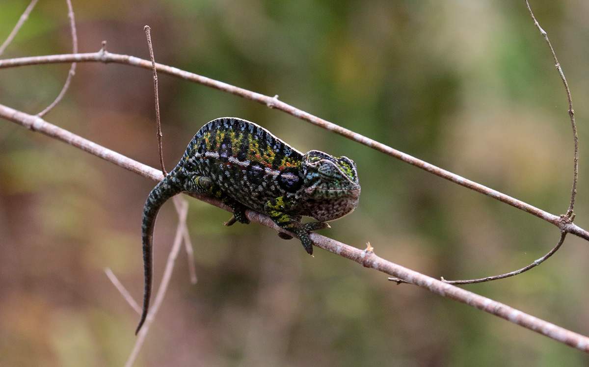 Jewelled Chameleon (Female)
