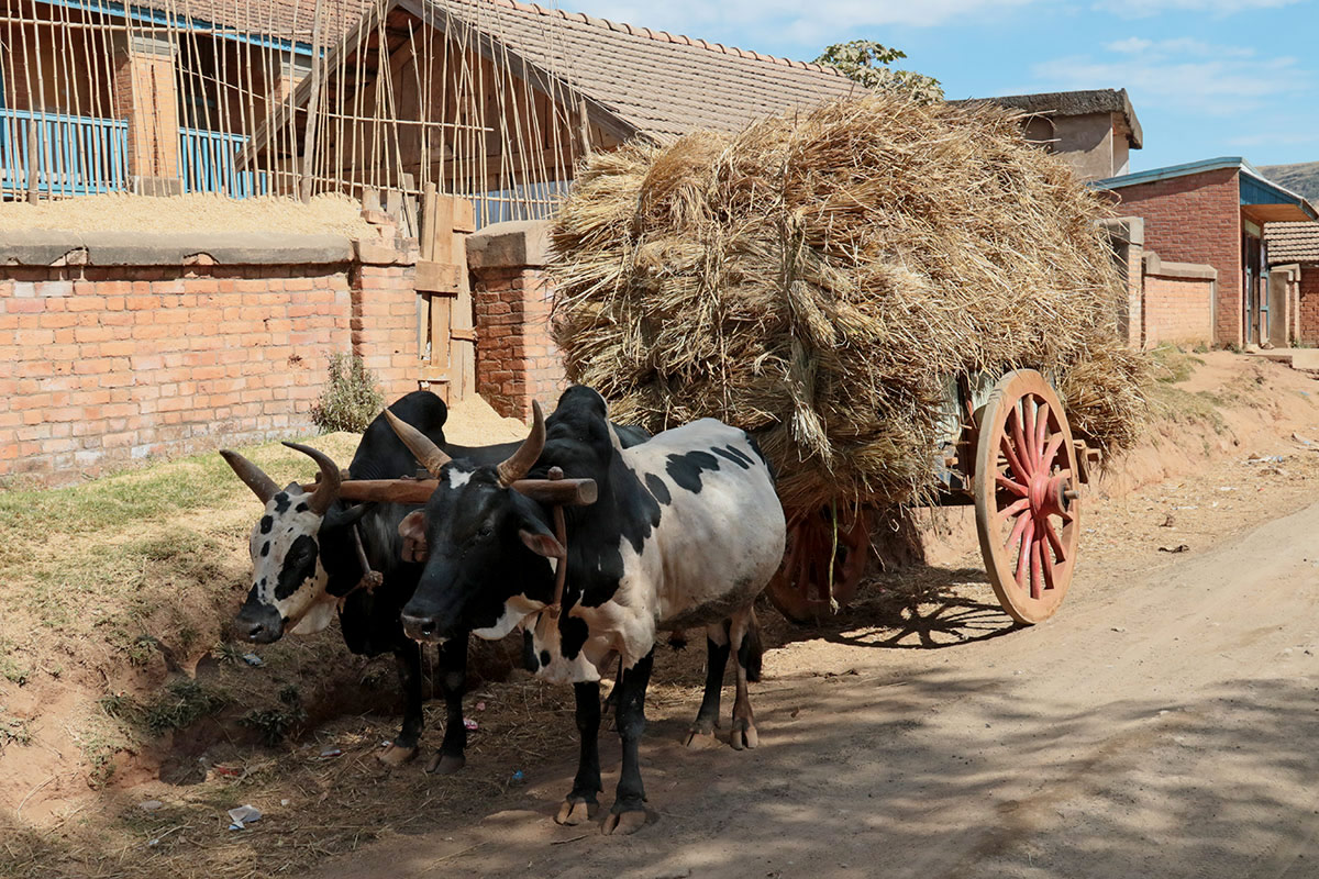 Hooiwagen met zeboes in Madagascar
