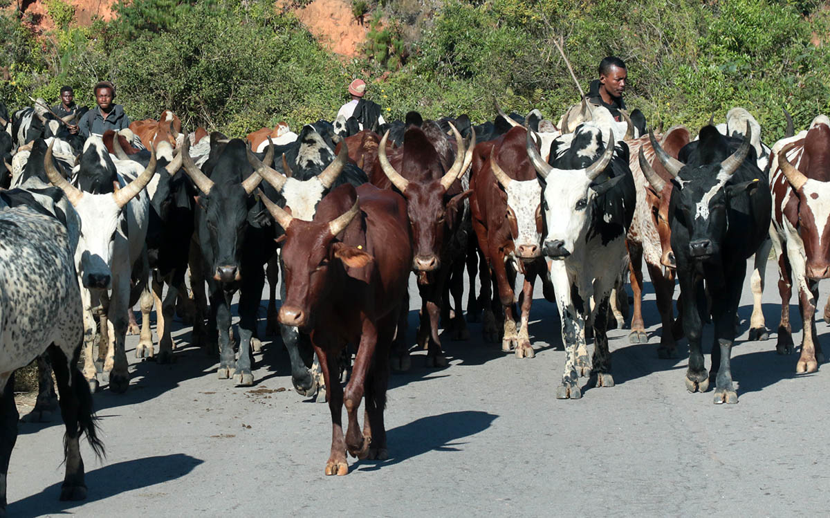 Zebu's on their way to the cattlemarket in Mabavalao, Madagascar