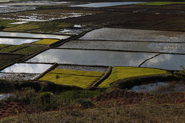 Ricepaddyfields