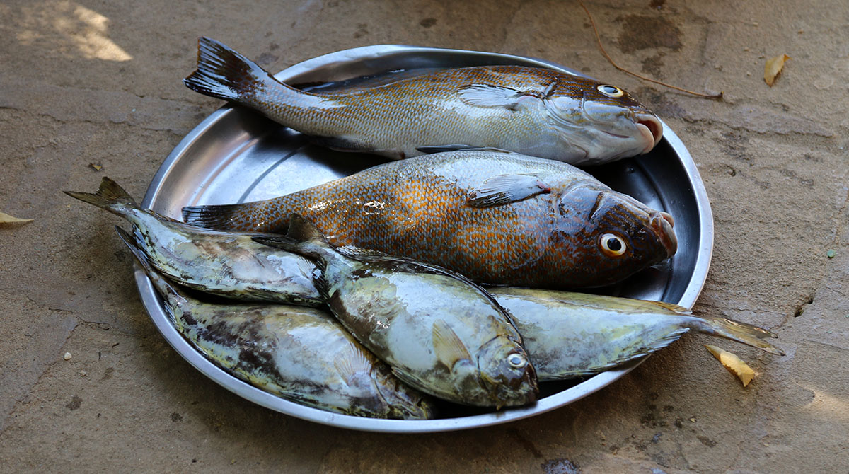 Delicious fishes at Ifaty, hotel Belle Bue, Madagascar