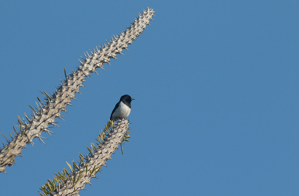 Spiny forest, Madagascar, Magpie Robin