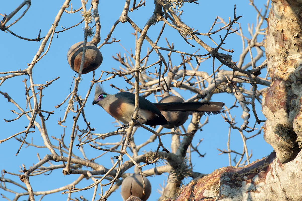 Spiny forest, Madagascar, Crested Coua