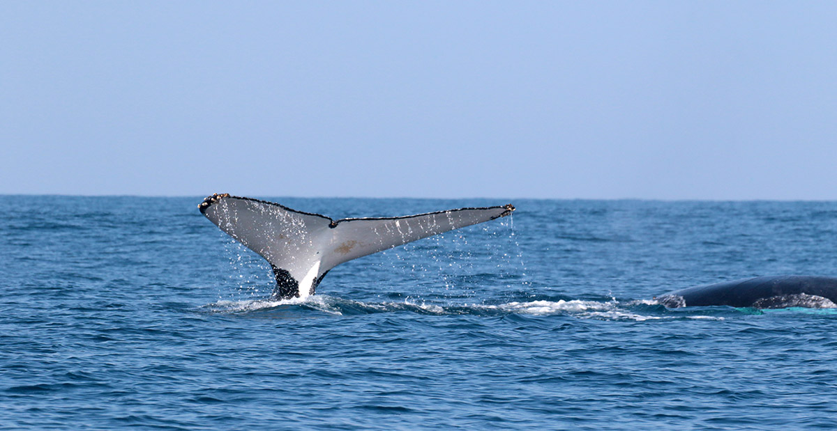 Humpbackwhale, Mozambique Channel, Ifaty, Madagascar