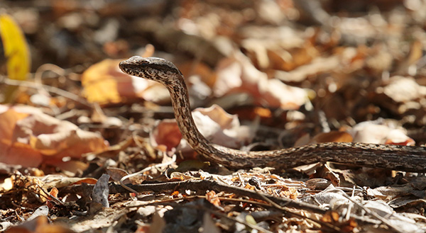 Striped Madagascar Gartner Snake