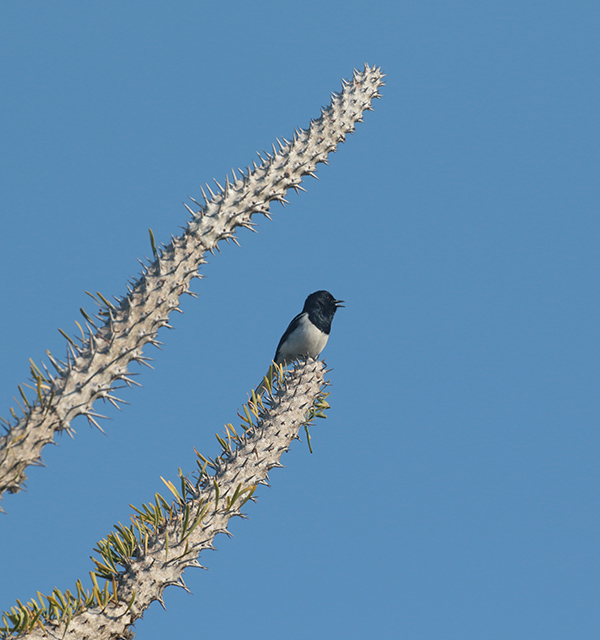 Spiny forest, Madgascar, Magpie Robin