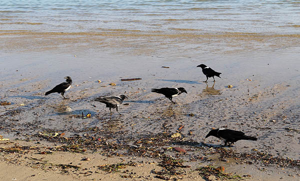 Ifaty, Madagascar, Pied Crows