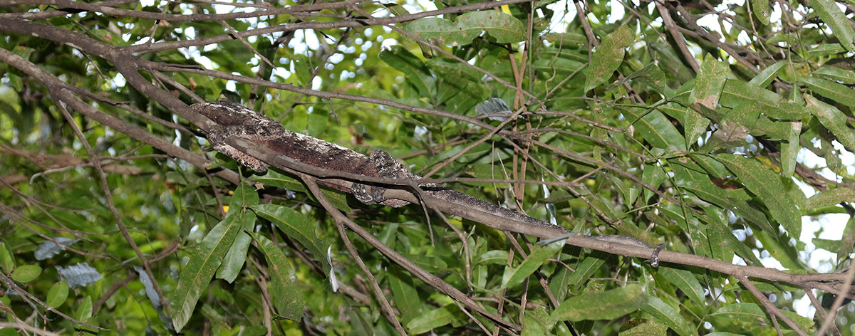 Lizard at Isalao NP, Madagascar