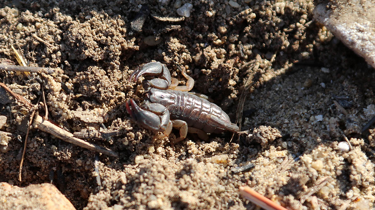 Madagascar Scorpion, Isalo NP, Madagascar