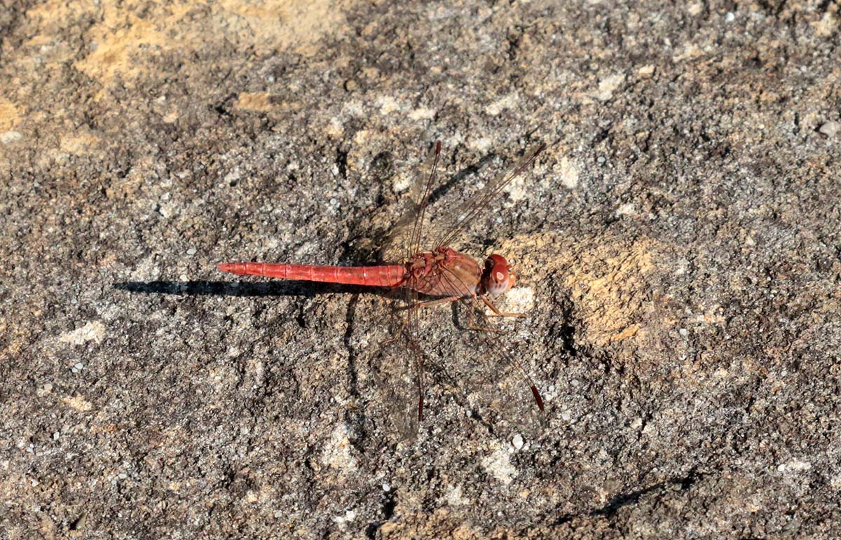 Red Dragonfly, Isal NP, Madagascar