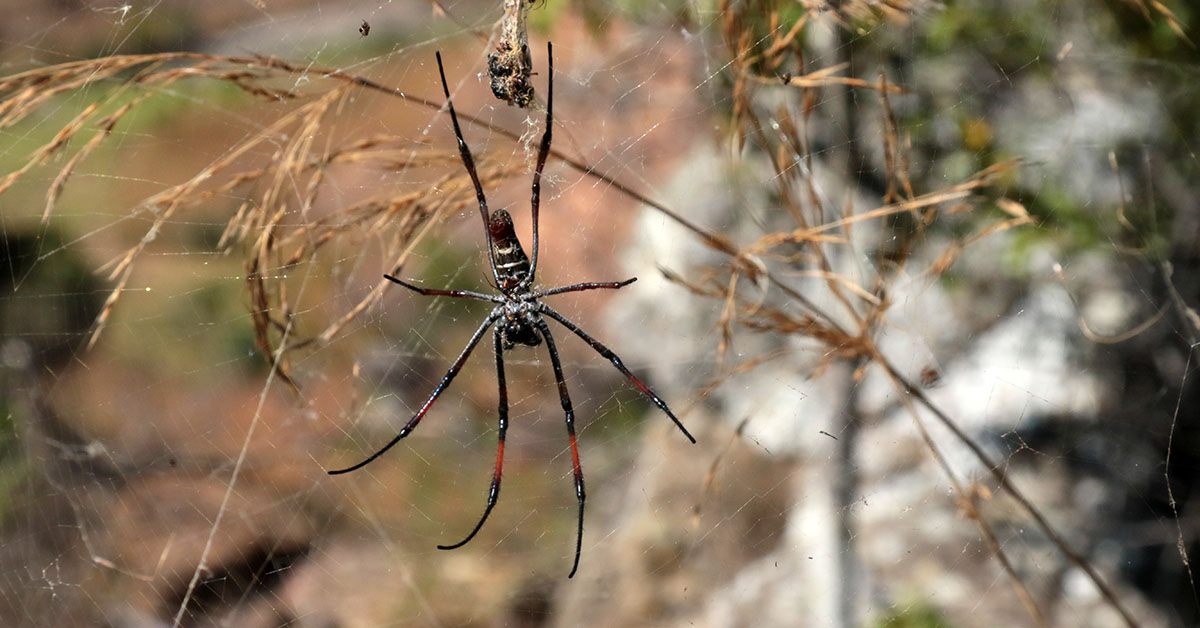 Golden orb-web Spider, Isalo NP, Madagascar