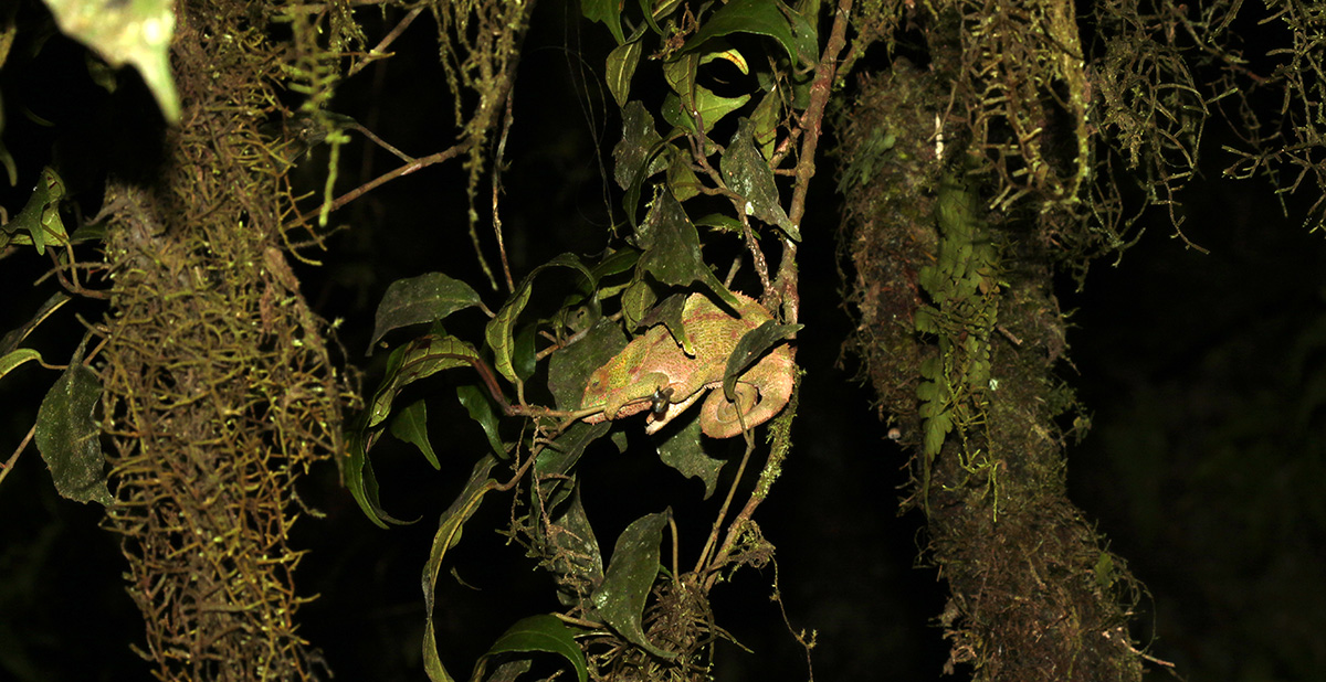 Female Cryptic Chameleon