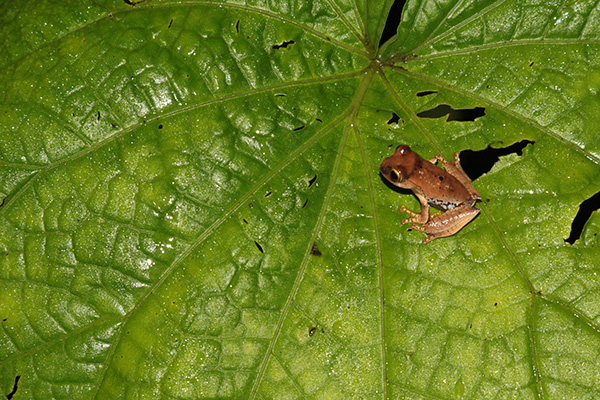 Pandanus Frog