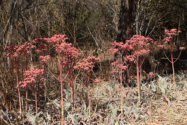Unknown flora of Madagascar