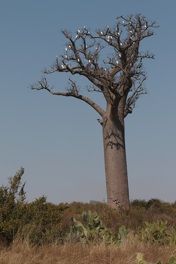 Baobab and Great Egrets
