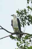 White Bellied See-eagle
