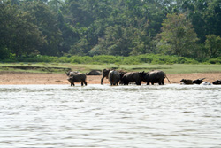 waterbuffels